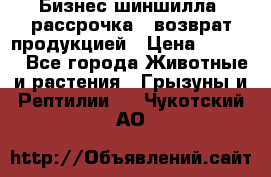 Бизнес шиншилла, рассрочка - возврат продукцией › Цена ­ 4 500 - Все города Животные и растения » Грызуны и Рептилии   . Чукотский АО